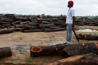 Logged trees for export to China at a Chinese timber company, Beira Corridor, Mozambique (Photo: Joerg Boethling/Alamy Stock Photo)