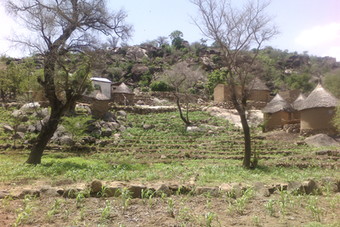 A farming plot in the Far North region (Photo: RELUFA)